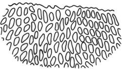 Lembophyllum divulsum. Leaf apex. Drawn from B.H. Macmillan 94/180, CHR 509251, W. Martin s.n., Feb. 1944, CHR 457948, and B.A. Fineran 1297, CHR 523728.
 Image: R.C. Wagstaff © 2008 British Bryological Society. Reprinted by permission of Informa UK Limited, trading Taylor & Francis Group, https://www.tandfonline.com on behalf of British Bryological Society. Reprinted by permission of Informa UK Limited, trading Taylor & Francis Group, https://www.tandfonline.com on behalf of British Bryological Society.